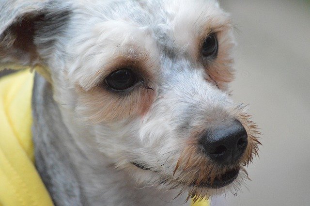 הורדה חינם Dog Cut Pet - תמונה או תמונה בחינם לעריכה עם עורך התמונות המקוון GIMP