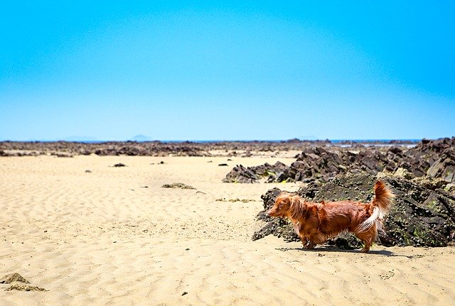 قم بتنزيل Dog Dachshund Animal - صورة مجانية أو صورة يتم تحريرها باستخدام محرر الصور عبر الإنترنت GIMP