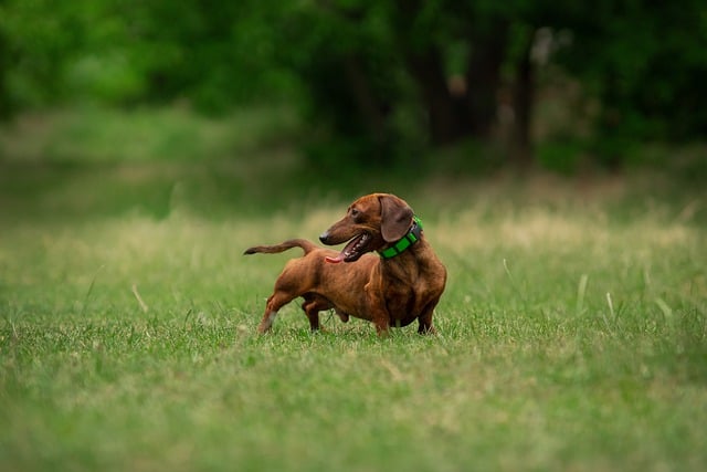 Free download dog dachshund animal nature puppy free picture to be edited with GIMP free online image editor