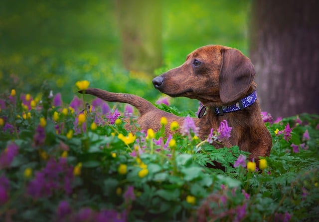 Free download dog dachshund pet spring animal free picture to be edited with GIMP free online image editor