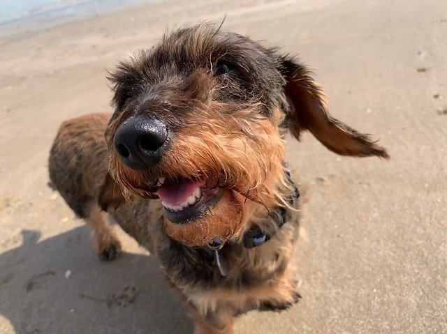 Ücretsiz indir Dog Dachshund Sausage - GIMP çevrimiçi resim düzenleyici ile düzenlenecek ücretsiz fotoğraf veya resim