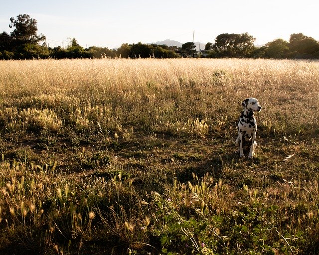 Muat turun percuma Dog Dalmatian Golden Hour - foto atau gambar percuma untuk diedit dengan editor imej dalam talian GIMP