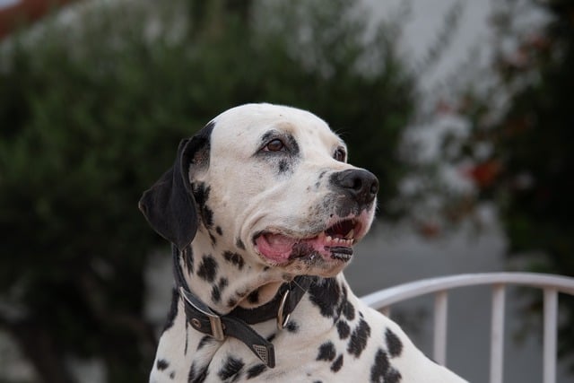 Free download dog dalmatian pet short haired dog free picture to be edited with GIMP free online image editor
