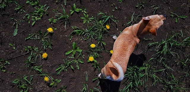 Descărcare gratuită Dog Dandelion Land - fotografie sau imagini gratuite pentru a fi editate cu editorul de imagini online GIMP