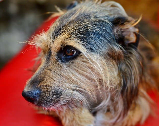 犬の頭の無料ダウンロード - GIMP オンライン画像エディターで編集できる無料の写真または画像