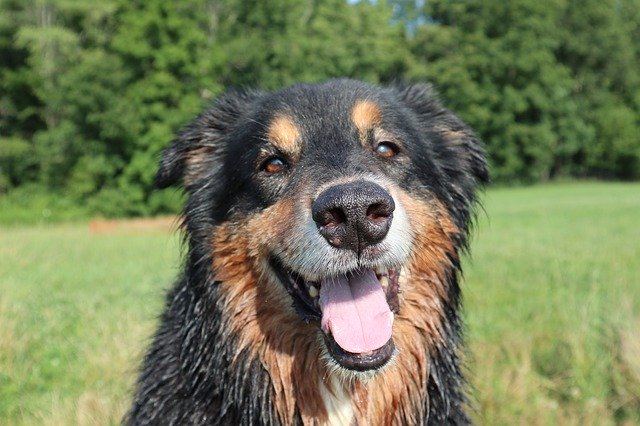 Gratis download Dog Doggy Pet - gratis foto of afbeelding om te bewerken met GIMP online afbeeldingseditor