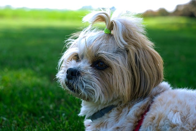 Завантажте безкоштовно собака собака парк трава собака тварина безкоштовне зображення для редагування за допомогою безкоштовного онлайн-редактора зображень GIMP