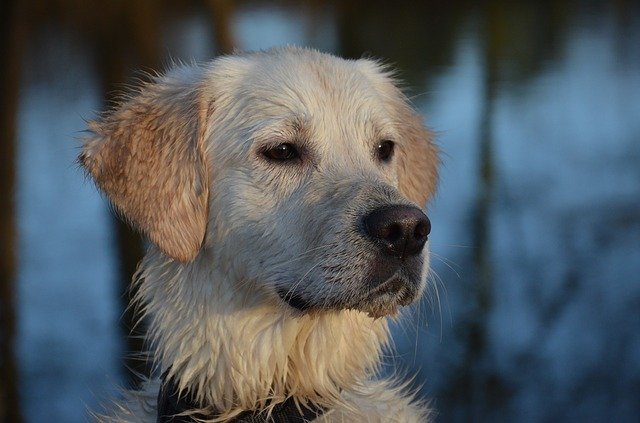 Free download dog dog runs animal nature fun free picture to be edited with GIMP free online image editor