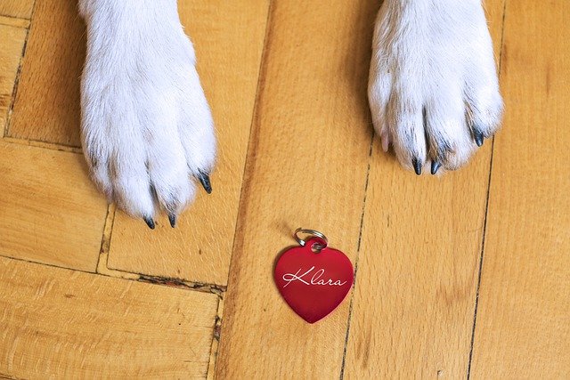 Free graphic dog dog tag dog id to be edited by GIMP free image editor by OffiDocs