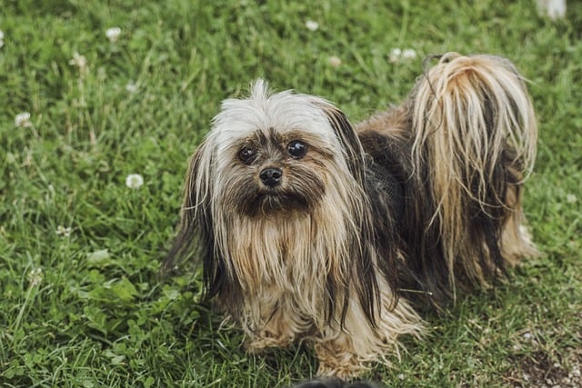 Free download dog domestic animal mammal pooch free picture to be edited with GIMP free online image editor