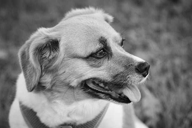 Free download dog domestic animal nature animal free picture to be edited with GIMP free online image editor