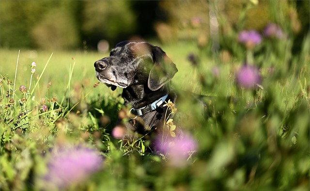 Free download dog domestic animal portrait meadow free picture to be edited with GIMP free online image editor