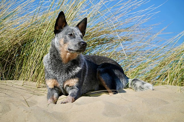 Free download dog domestic animal sand beach sea free picture to be edited with GIMP free online image editor