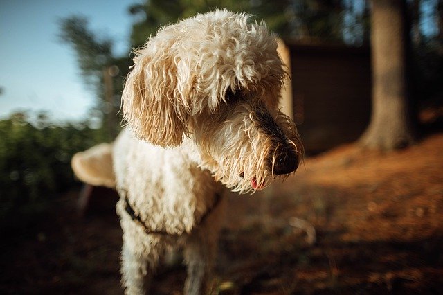 Free picture Dog Doodle Golden -  to be edited by GIMP free image editor by OffiDocs