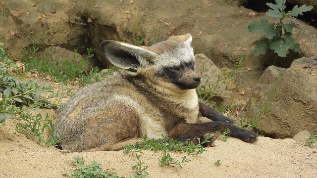 دانلود رایگان Dog Eared Otocyon Megalotis - عکس یا تصویر رایگان قابل ویرایش با ویرایشگر تصویر آنلاین GIMP