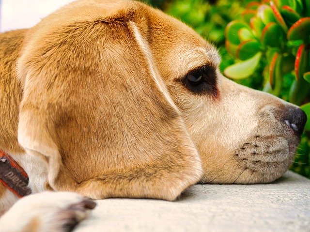 Free download Dog Ears Fur -  free photo or picture to be edited with GIMP online image editor