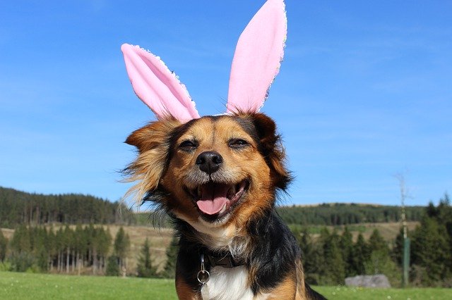 Free picture Dog Easter -  to be edited by GIMP free image editor by OffiDocs