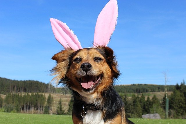 Free download Dog Easter -  free photo or picture to be edited with GIMP online image editor