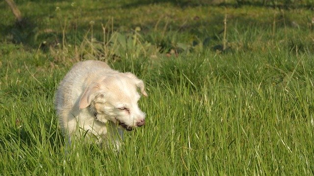 قم بتنزيل Dog Eats Grass Eat On - صورة مجانية أو صورة ليتم تحريرها باستخدام محرر الصور عبر الإنترنت GIMP