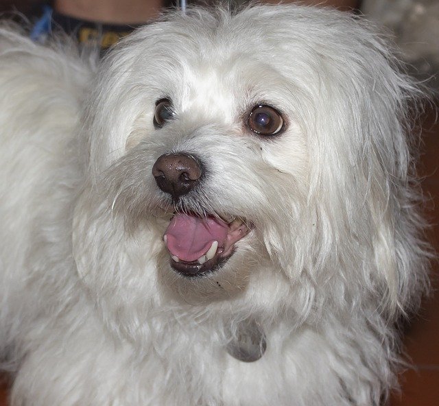 הורדה חינם Dog Eb Animal - תמונה או תמונה בחינם לעריכה עם עורך התמונות המקוון GIMP