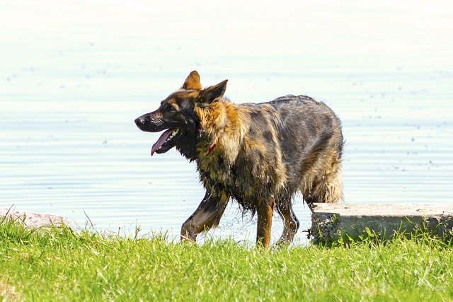 Free download dog eb animal pets german shepherd free picture to be edited with GIMP free online image editor