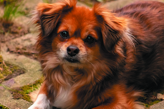 Téléchargement gratuit chien eb animaux de compagnie chiens à quatre pattes image gratuite à éditer avec l'éditeur d'images en ligne gratuit GIMP
