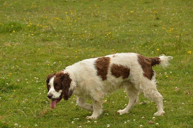 Descarga gratuita Dog England Pet - foto o imagen gratuita para editar con el editor de imágenes en línea GIMP