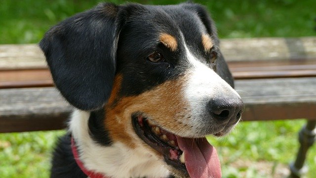 Muat turun percuma Dog Entlebucher Pet - foto atau gambar percuma untuk diedit dengan editor imej dalam talian GIMP