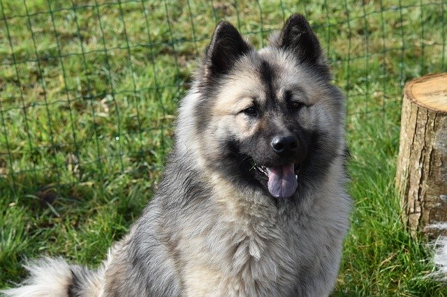 Free download Dog Eurasier -  free photo or picture to be edited with GIMP online image editor