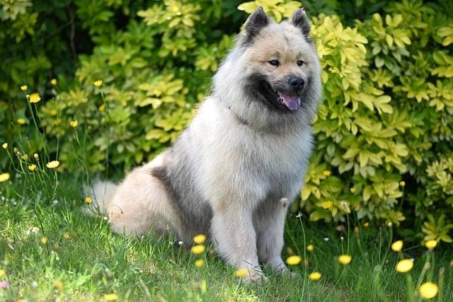 Free download dog eurasier animal nature doggie free picture to be edited with GIMP free online image editor