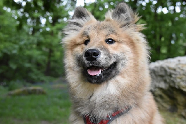 Free download dog eurasier canine family dog free picture to be edited with GIMP free online image editor