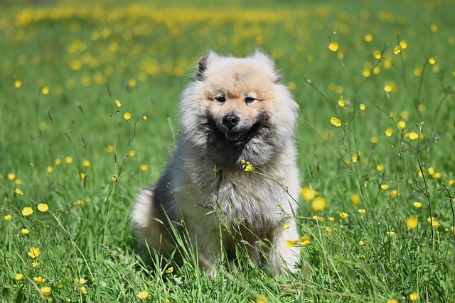 Free download dog eurasier olaf animal nature free picture to be edited with GIMP free online image editor