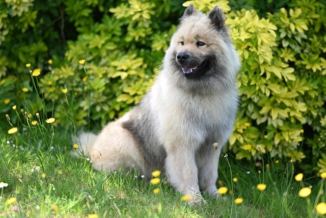 Free download dog eurasier olaf blue eurasier free picture to be edited with GIMP free online image editor