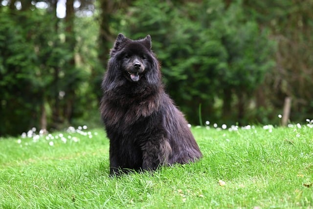 Free download dog eurasier plou animal canine free picture to be edited with GIMP free online image editor