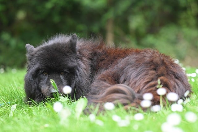 Free download dog eurasier plou animal nature free picture to be edited with GIMP free online image editor