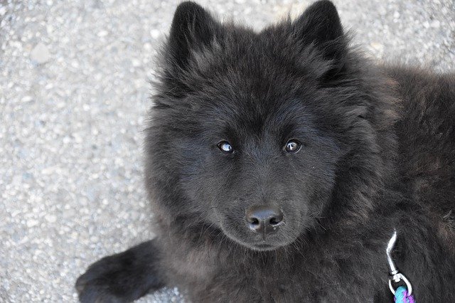 Free picture Dog Eurasier Ploublue -  to be edited by GIMP free image editor by OffiDocs