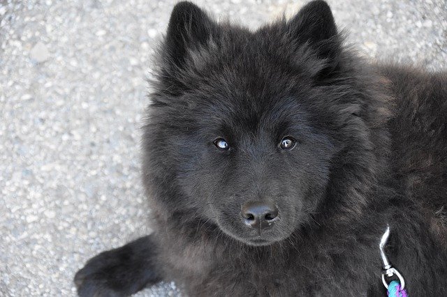 Free download Dog Eurasier Ploublue -  free photo or picture to be edited with GIMP online image editor