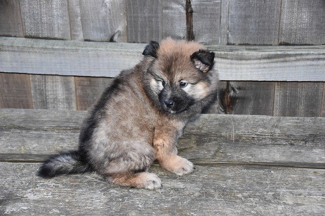 Free download Dog Eurasier Portrait Of -  free free photo or picture to be edited with GIMP online image editor