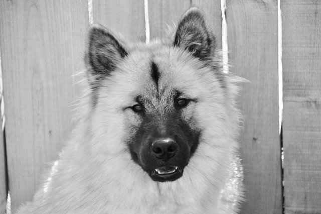 Download grátis Dog Eurasier Portrait Of Chuen - foto grátis ou imagem para ser editada com o editor de imagens online GIMP