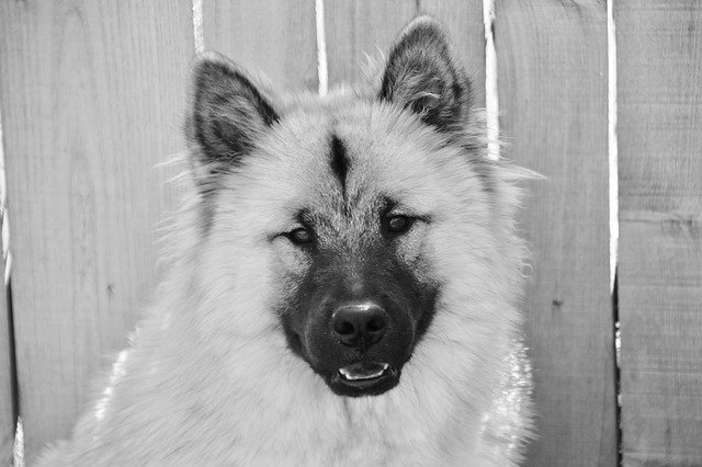 Free download Dog Eurasier Portrait Of Chuen -  free photo or picture to be edited with GIMP online image editor