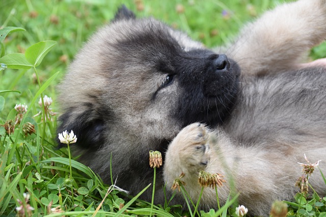 Bezpłatne pobieranie psa eurasier szczeniaka psa psa darmowego zdjęcia do edycji za pomocą bezpłatnego internetowego edytora obrazów GIMP