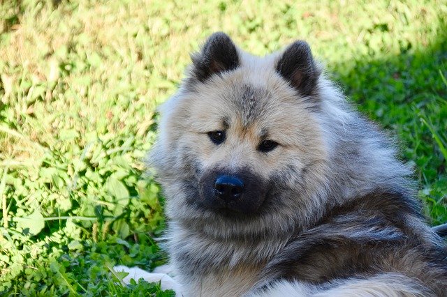 Muat turun percuma Dog Eurasier Pure Breed - foto atau gambar percuma percuma untuk diedit dengan editor imej dalam talian GIMP