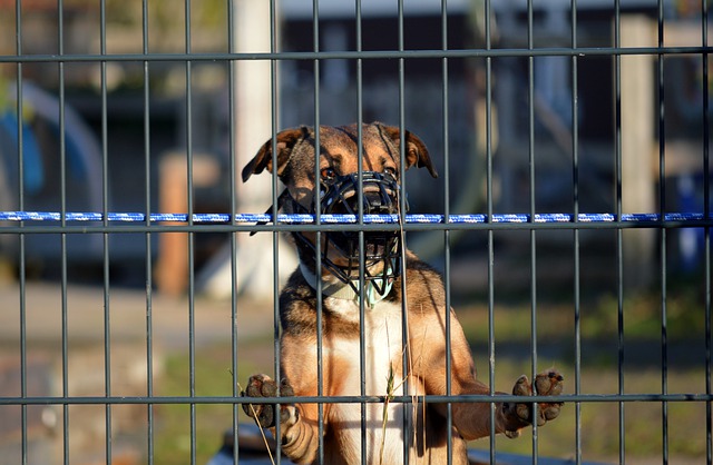Free download dog evil muzzle animal free picture to be edited with GIMP free online image editor