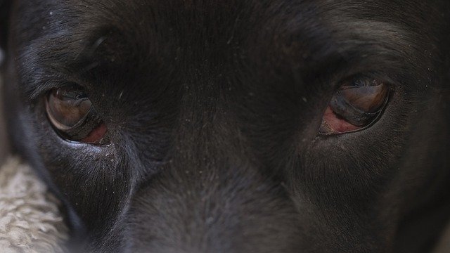 تنزيل Dog Eyes Eyelid مجانًا - صورة مجانية أو صورة مجانية ليتم تحريرها باستخدام محرر الصور عبر الإنترنت GIMP