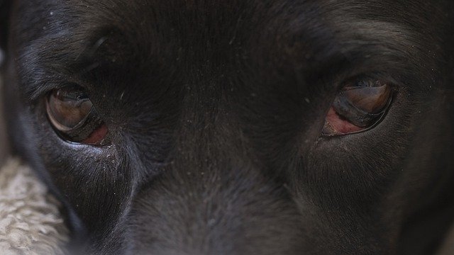 Безкоштовно завантажте Dog Eyes Eyelid - безкоштовну безкоштовну фотографію або зображення для редагування за допомогою онлайн-редактора зображень GIMP