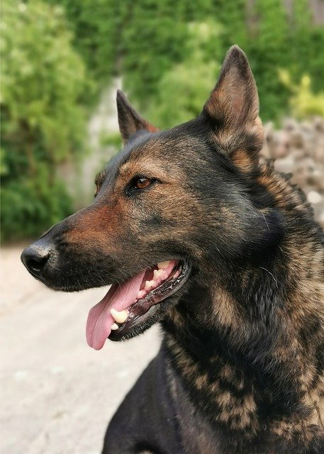 تنزيل Dog Face Schäfer مجانًا - صورة مجانية أو صورة يتم تحريرها باستخدام محرر الصور عبر الإنترنت GIMP
