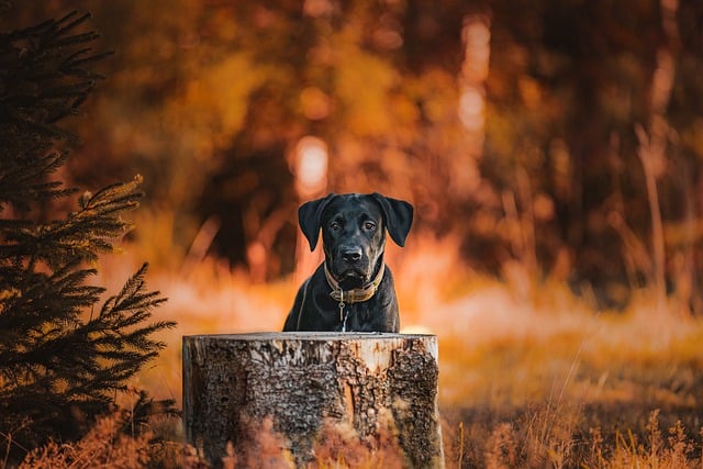 Free download dog fall forest golden hour free picture to be edited with GIMP free online image editor