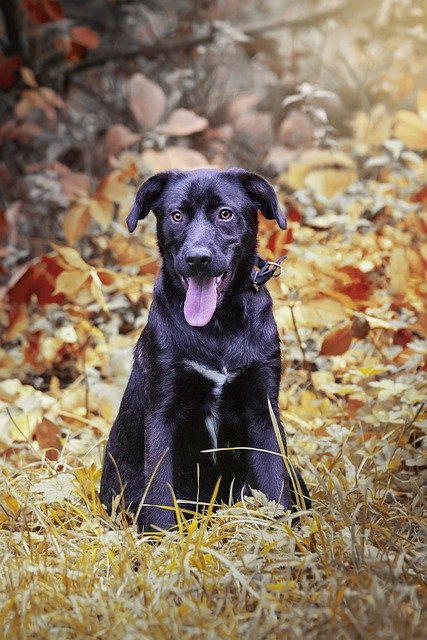 Téléchargement gratuit Dog Fall Puppy - photo ou image gratuite à éditer avec l'éditeur d'images en ligne GIMP