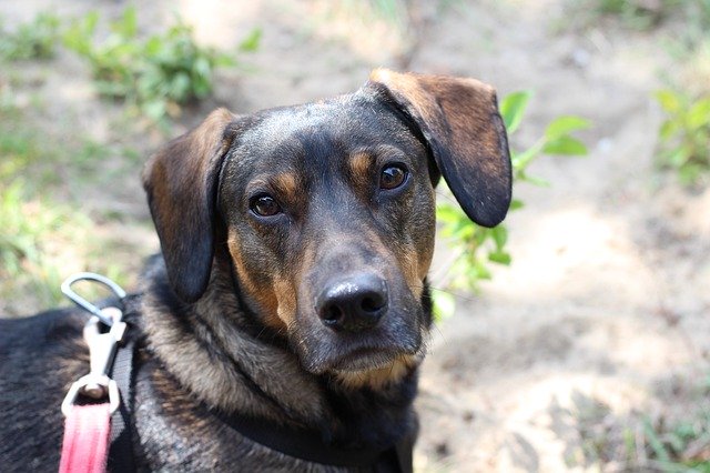 Free download Dog Favorite Animals -  free photo or picture to be edited with GIMP online image editor