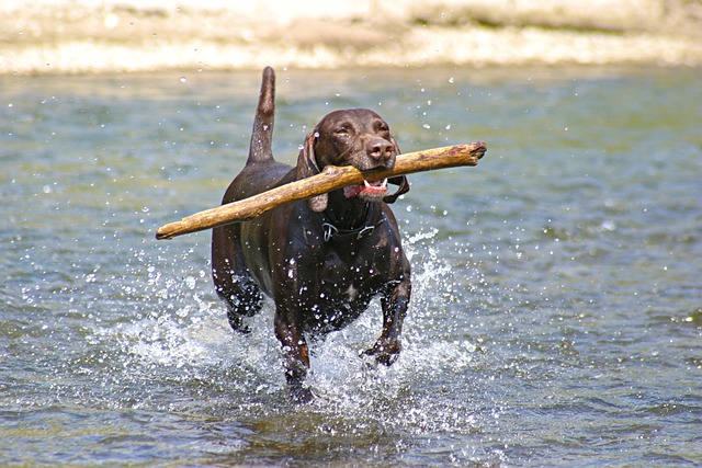 Free download dog fetch river free picture to be edited with GIMP free online image editor